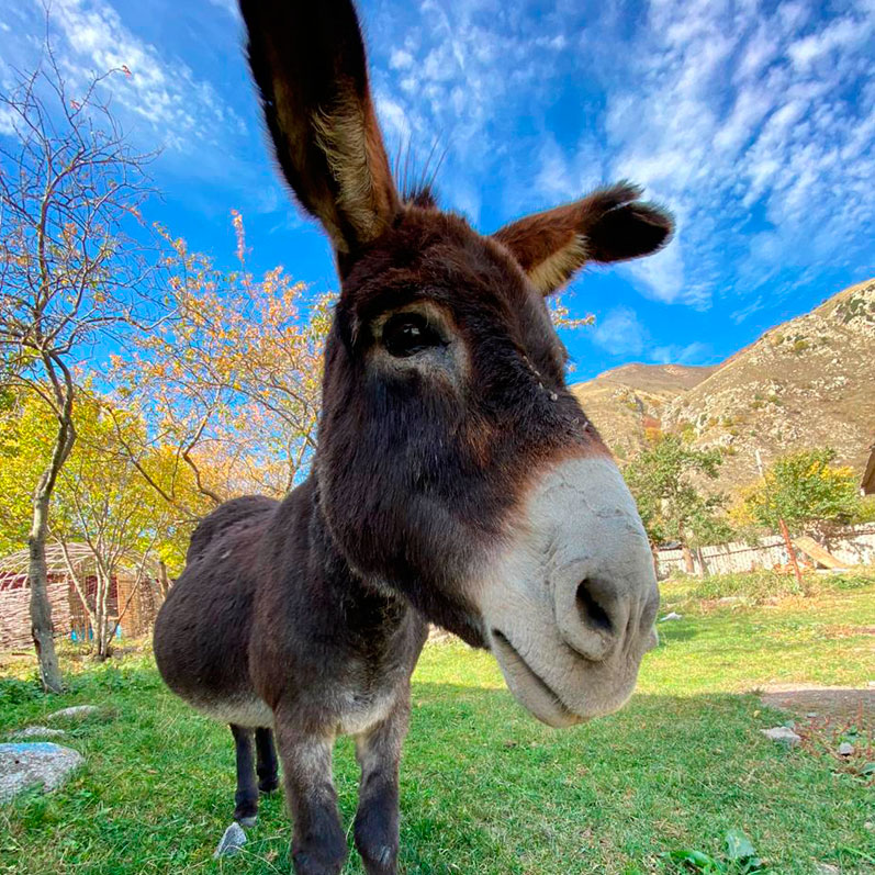 Треккинг в Северной Осетии. Дигорское ущелье (4/51)