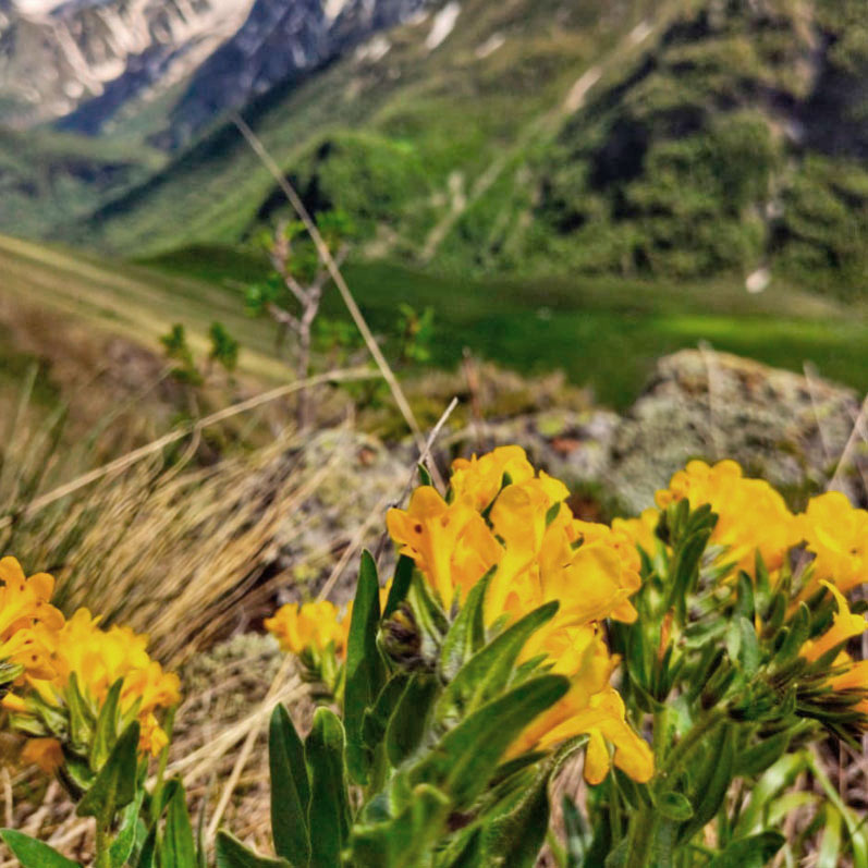 Треккинг в Северной Осетии. Дигорское ущелье (21/51)