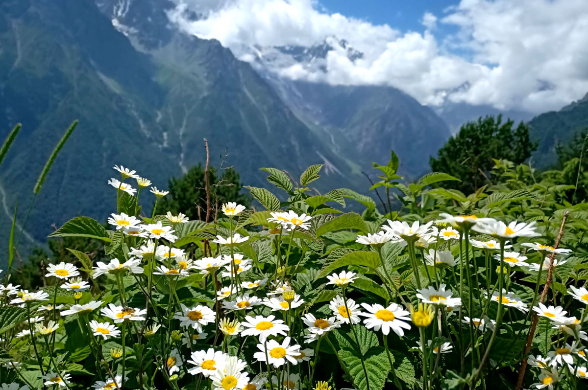 Горный лагерь в Цейском ущелье. Северная Осетия (28/51)