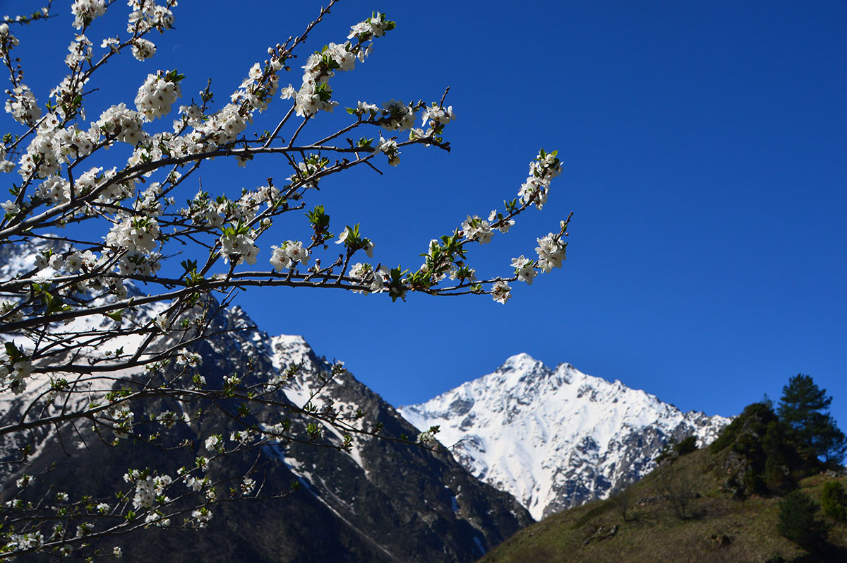 Треккинг в Цейском ущелье. Комфорт-тур с гостиницей (9/50)