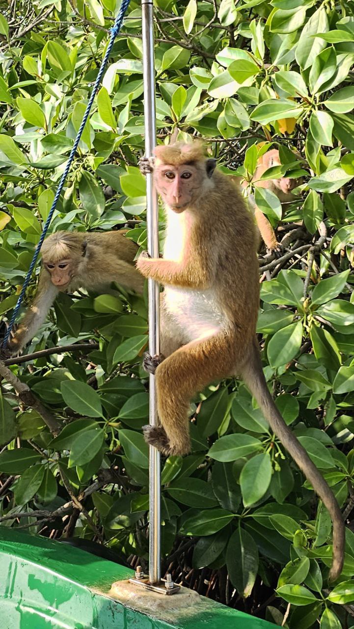 Приключения на Шри-Ланке (146/173)