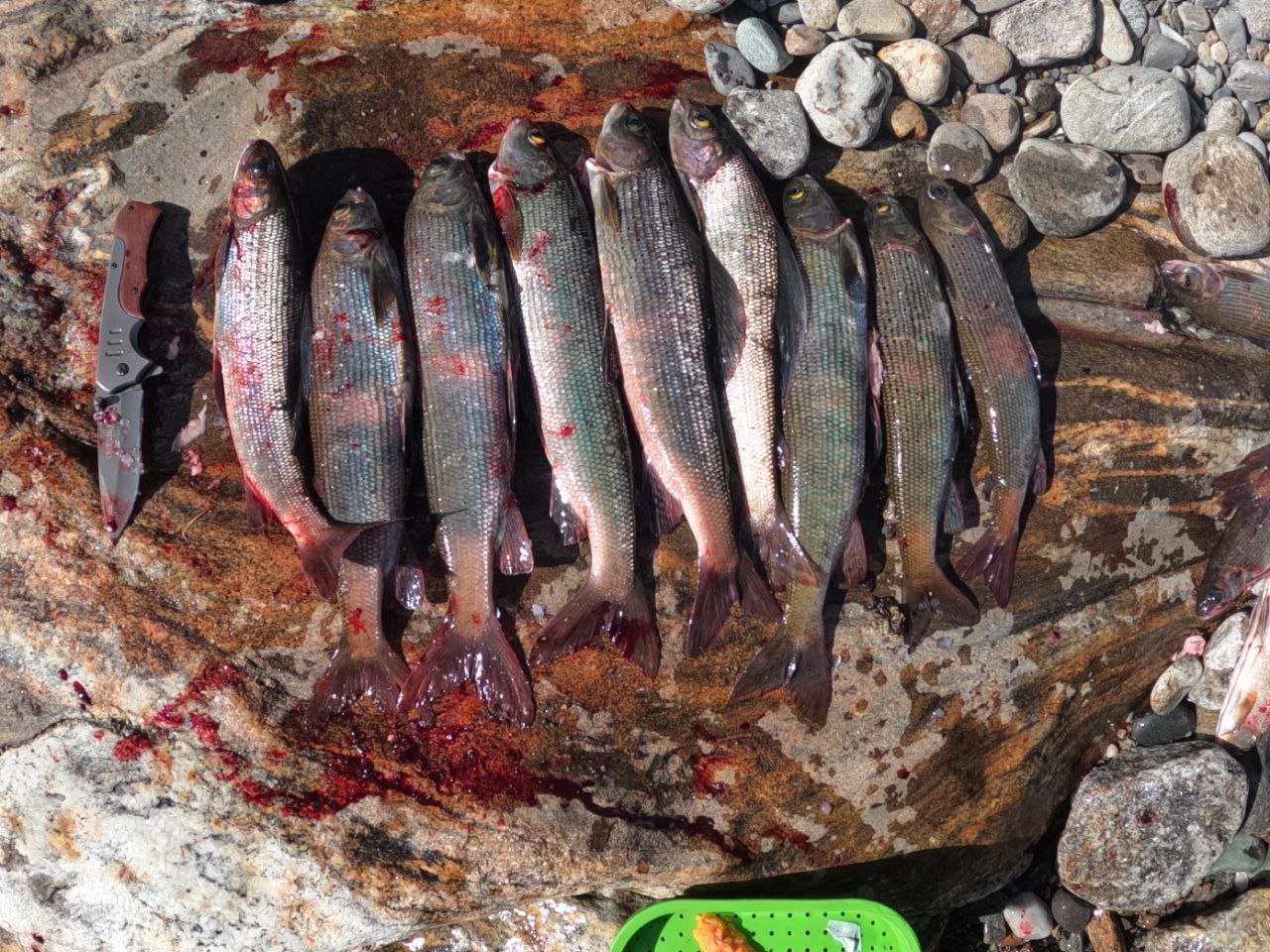 Трофейная Рыбалка На Горной Реке (20/25)