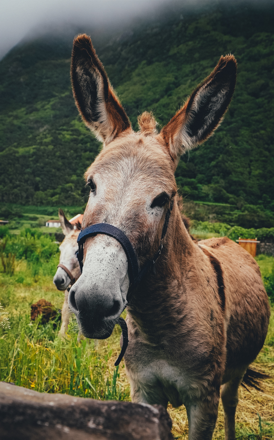 Затерянный мир: Азорские острова (6/55)