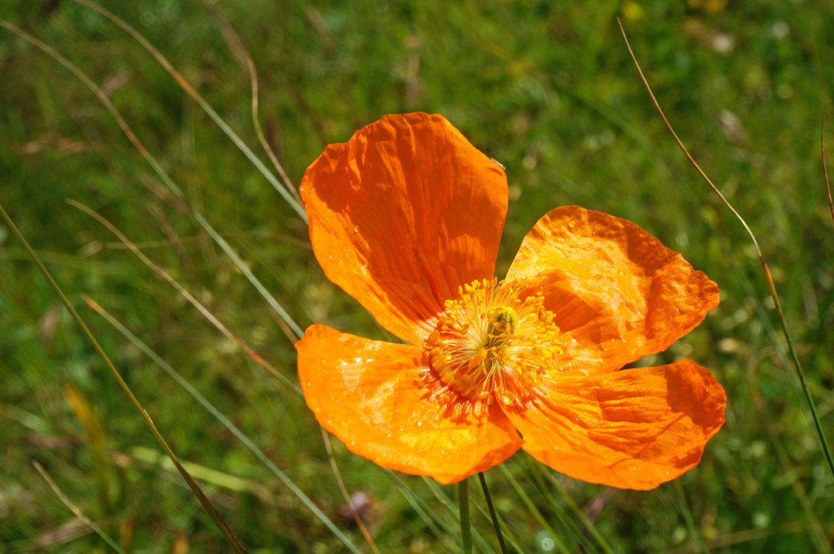Треккинг в Безенги. Комфорт-тур с гостиницей. (47/54)