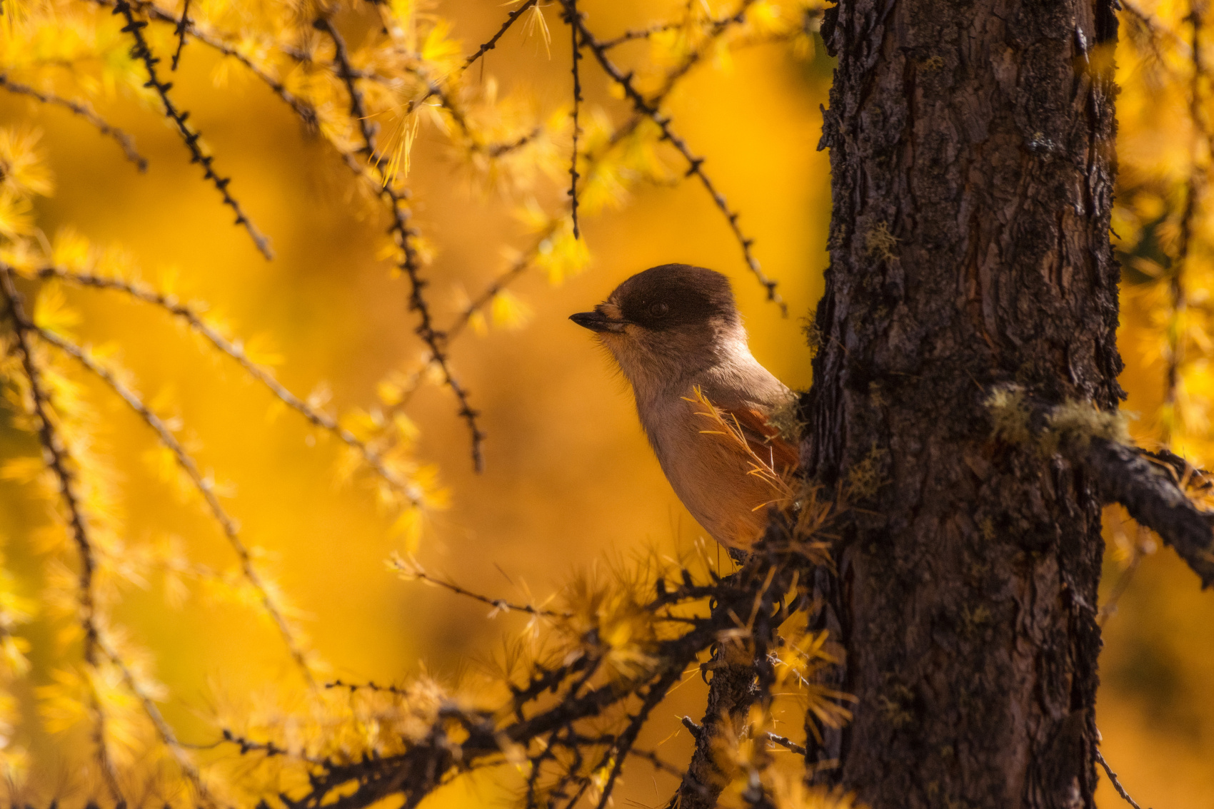 Шумак. Путешествие в место силы. (16/60)