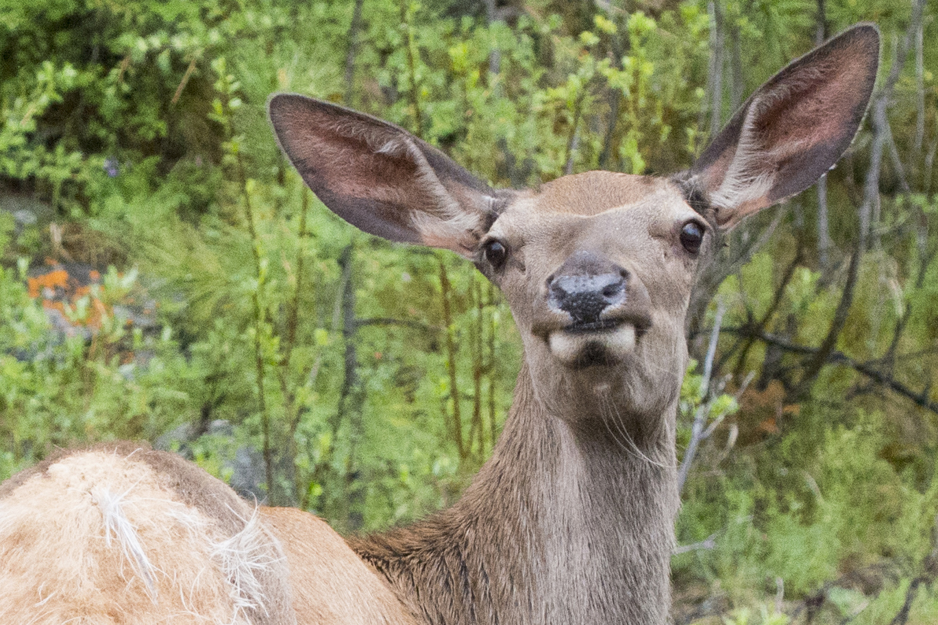 Шумак. Путешествие в место силы. (23/60)