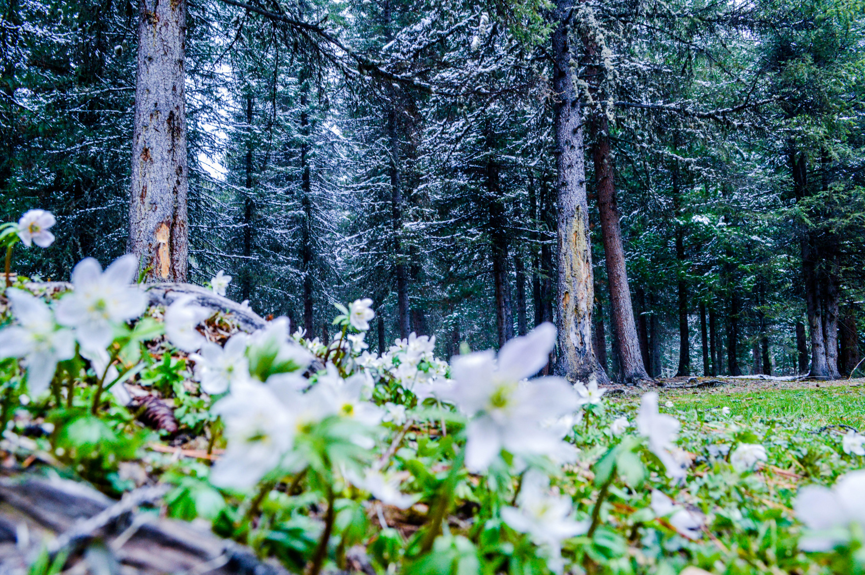 Шумак. Путешествие в место силы. (30/60)