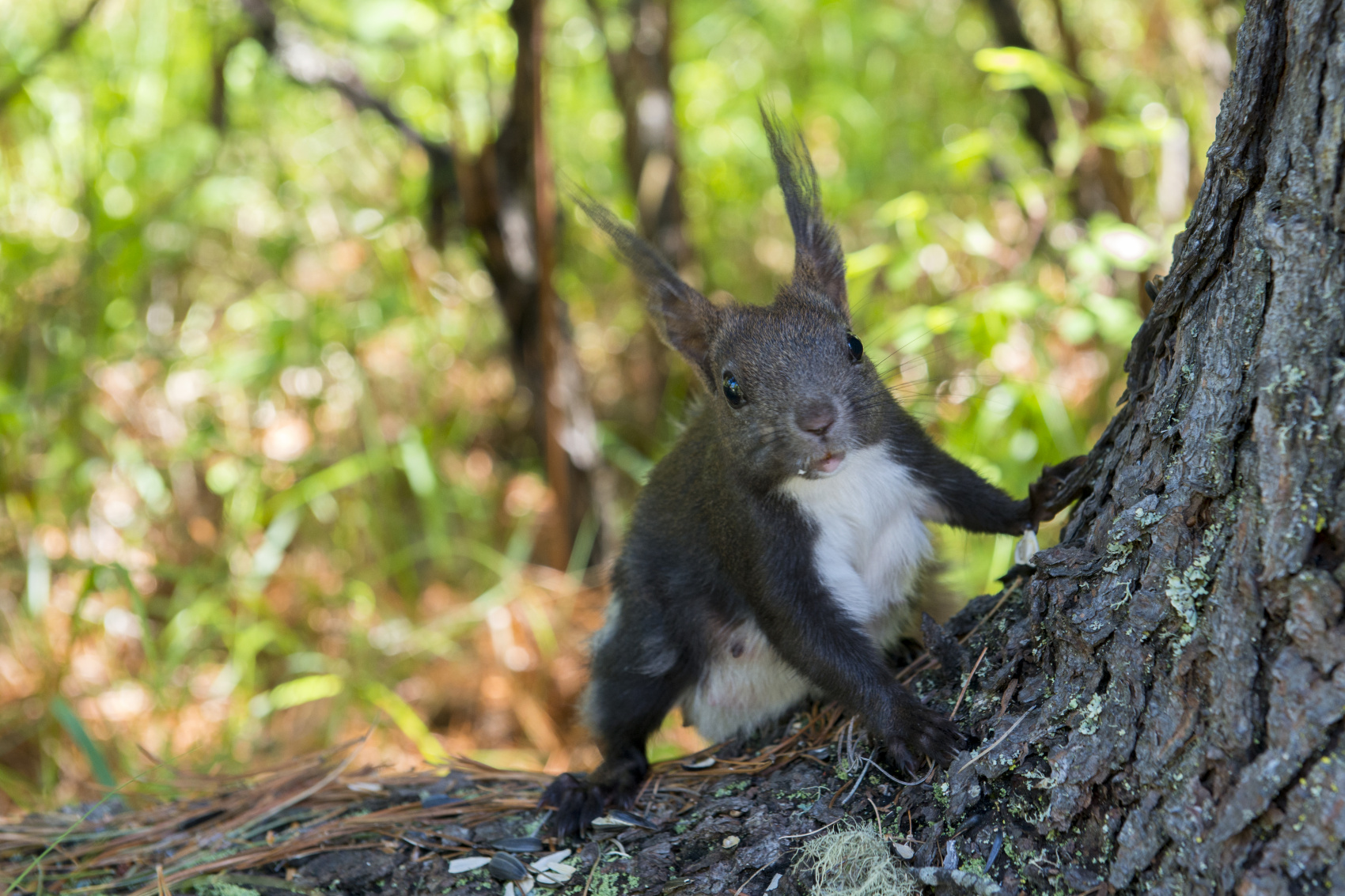 Шумак. Путешествие в место силы. (19/60)