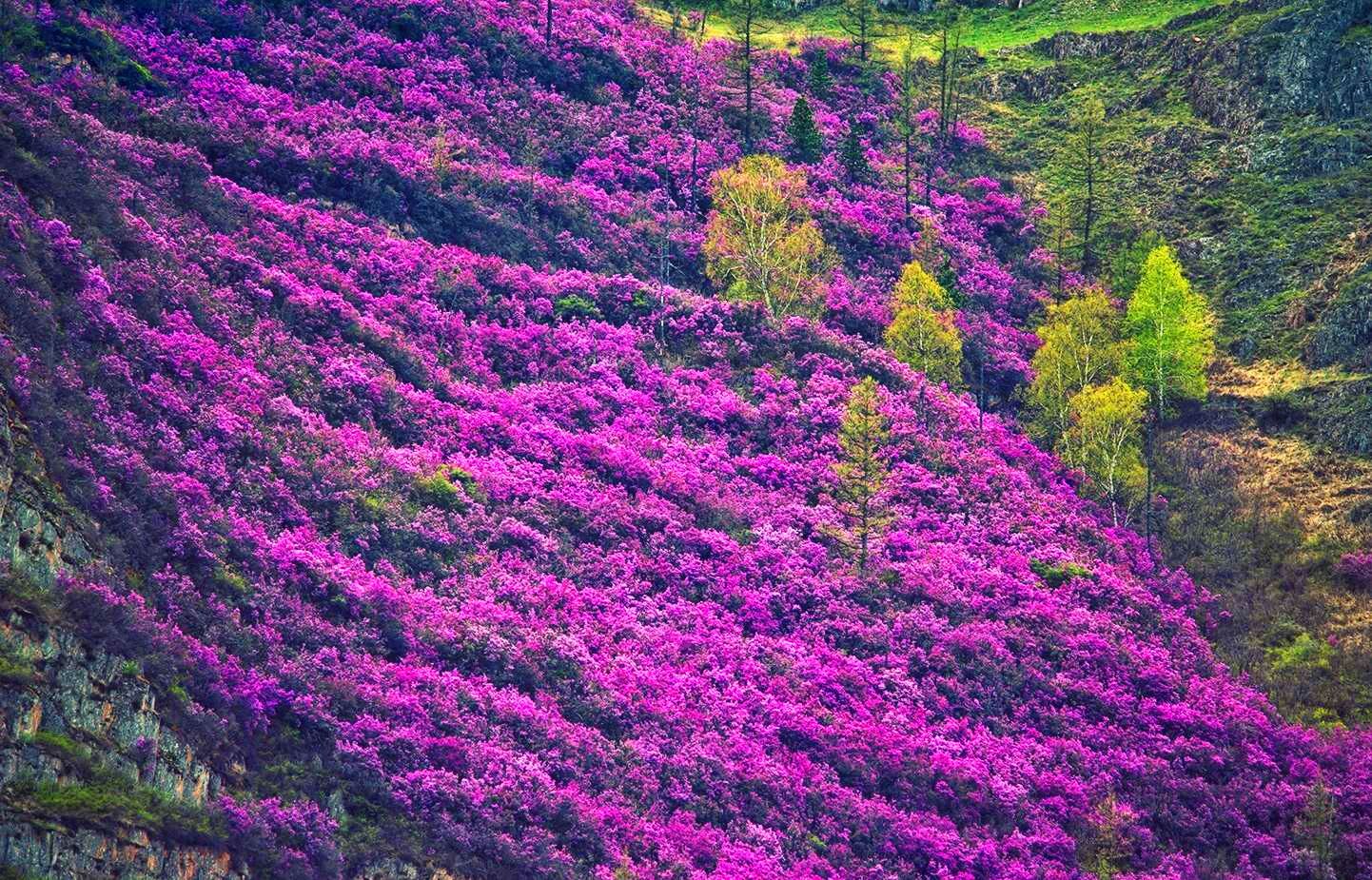 БОЛЬШОЙ МАЙСКИЙ ТУР НА АЛТАЙ + ШАМАН (4/35)