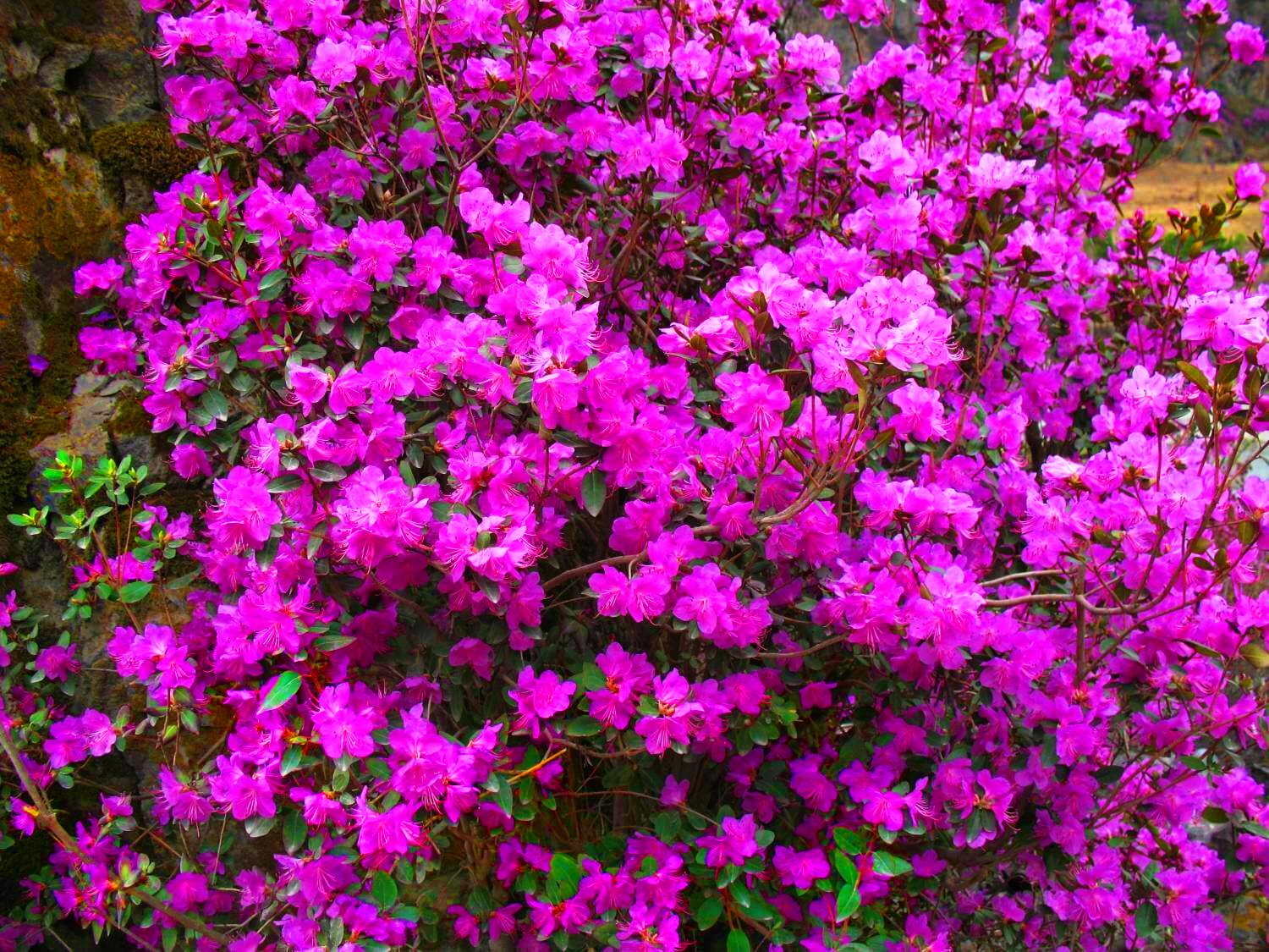 БОЛЬШОЙ МАЙСКИЙ ТУР НА АЛТАЙ + ШАМАН (6/35)