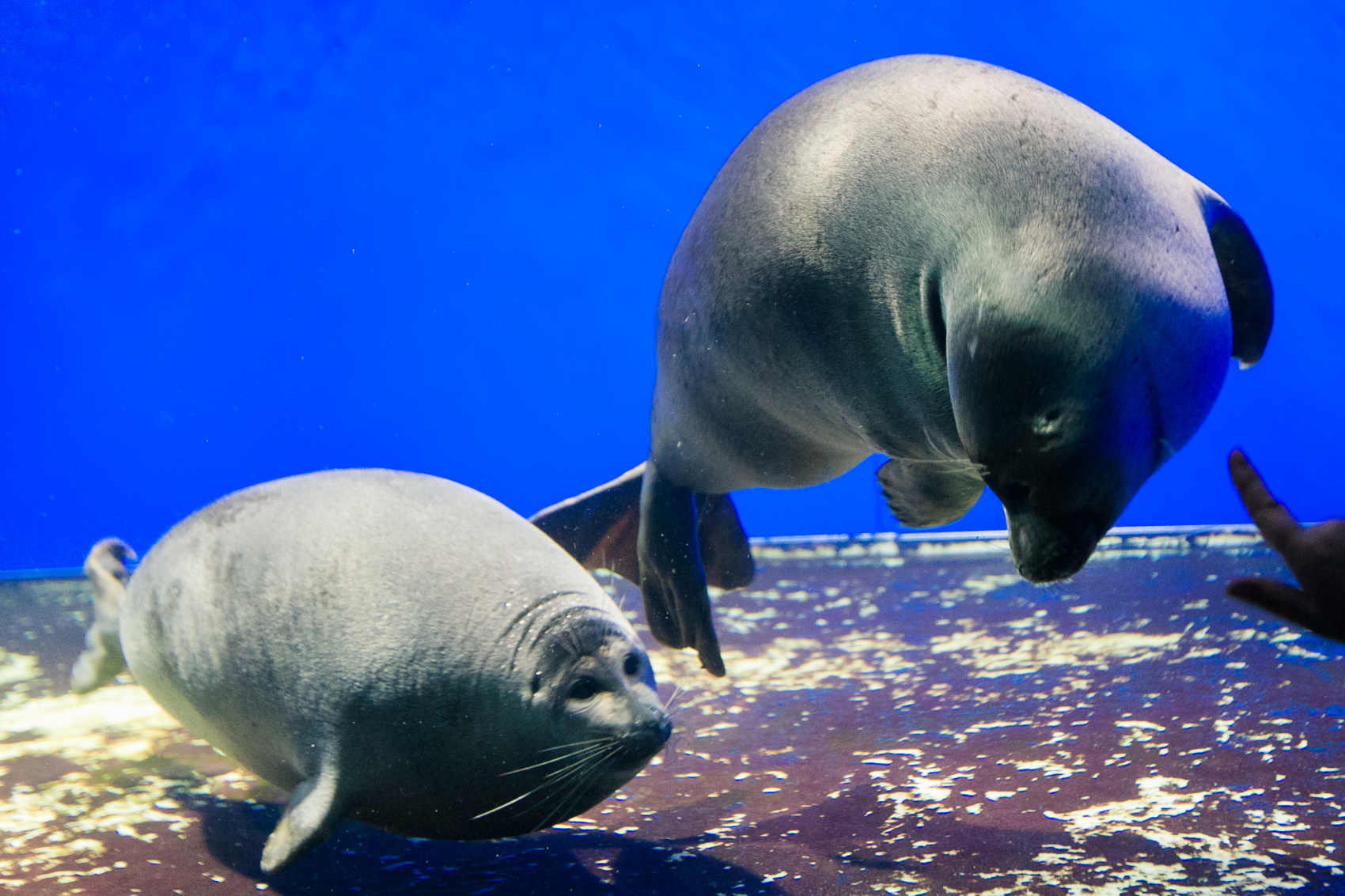 Баллада об Ольхоне и Листвянке (Комфорт): Иркутск, Листвянка, Тальцы, Ольхон. (3/74)