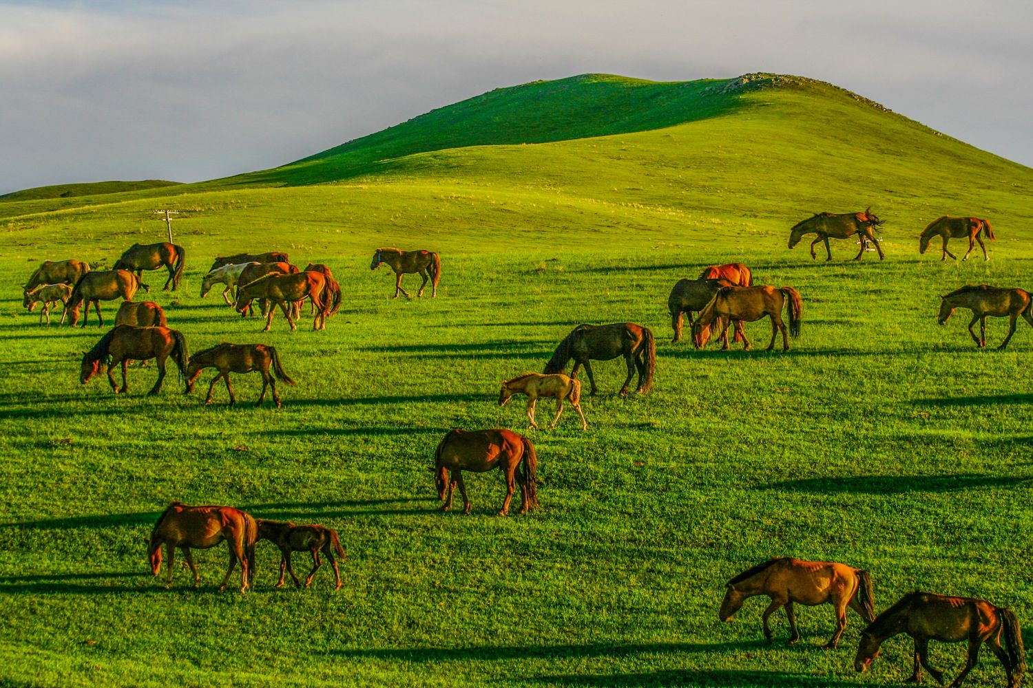 По Пути Центрально Азиатской экспедиции Рериха  К Сердцу Пустыни Гоби (24/130)