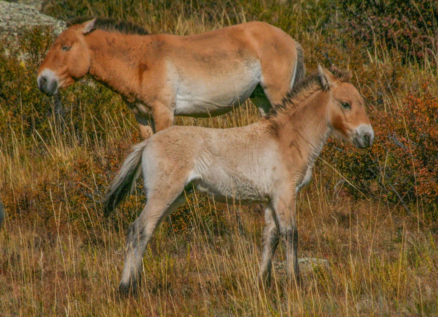 По Пути Центрально Азиатской экспедиции Рериха  К Сердцу Пустыни Гоби (36/130)