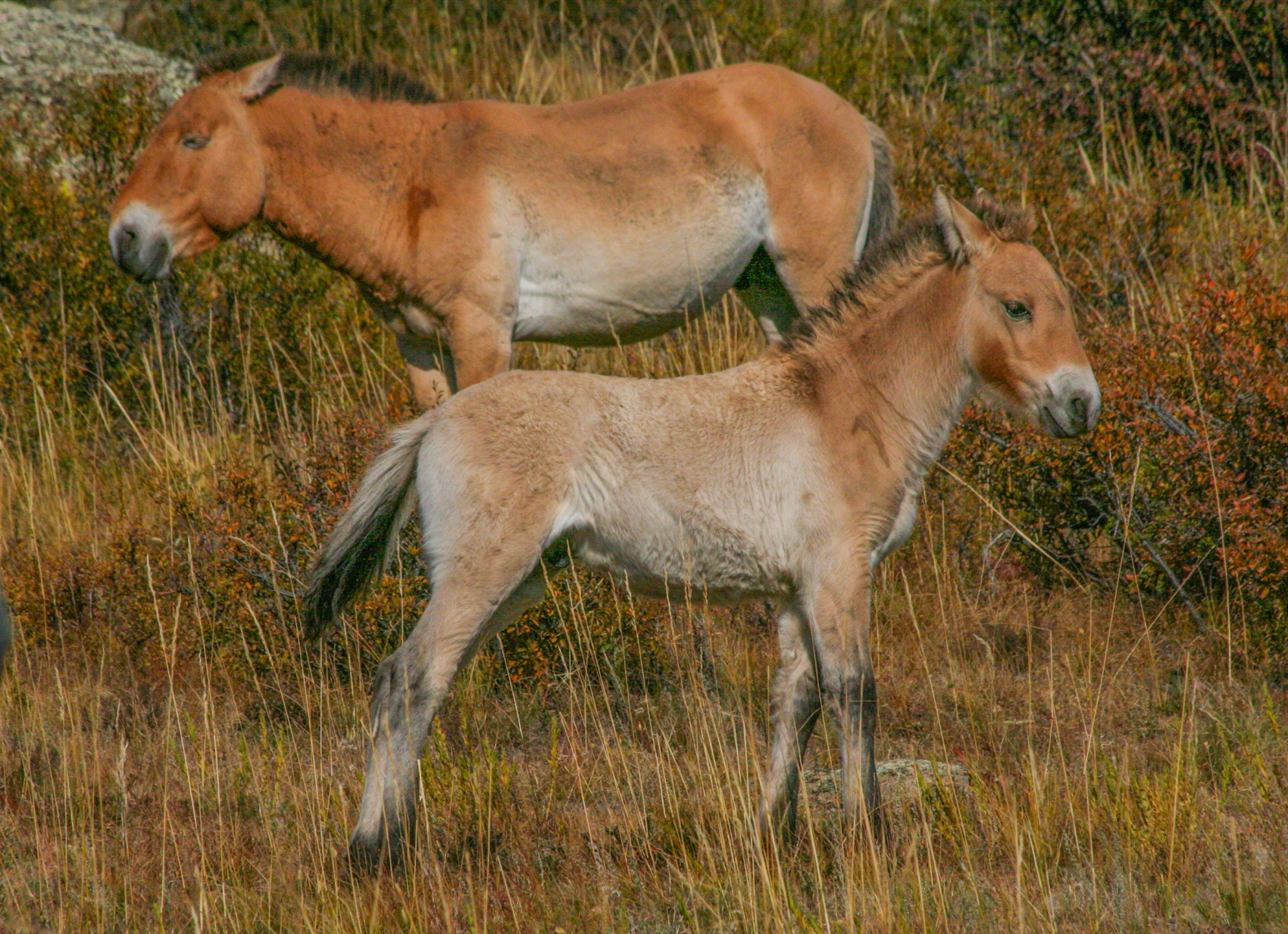 По Пути Центрально Азиатской экспедиции Рериха  К Сердцу Пустыни Гоби (50/130)