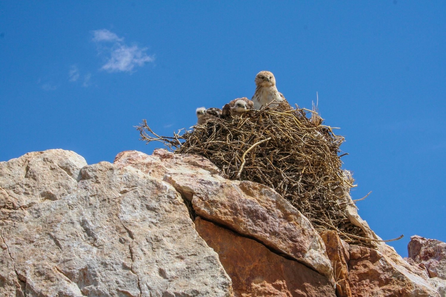 По Пути Центрально Азиатской экспедиции Рериха  К Сердцу Пустыни Гоби (30/130)