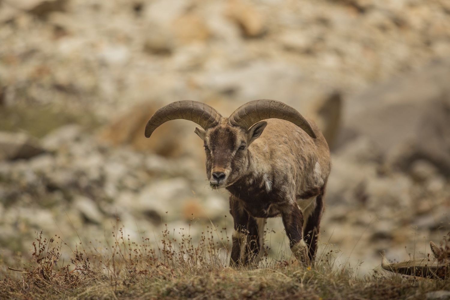 Идем в Гарвальские Гималаи Индии на Плато Пророков! Туда Где Ганга Спускается с Небес (20/88)