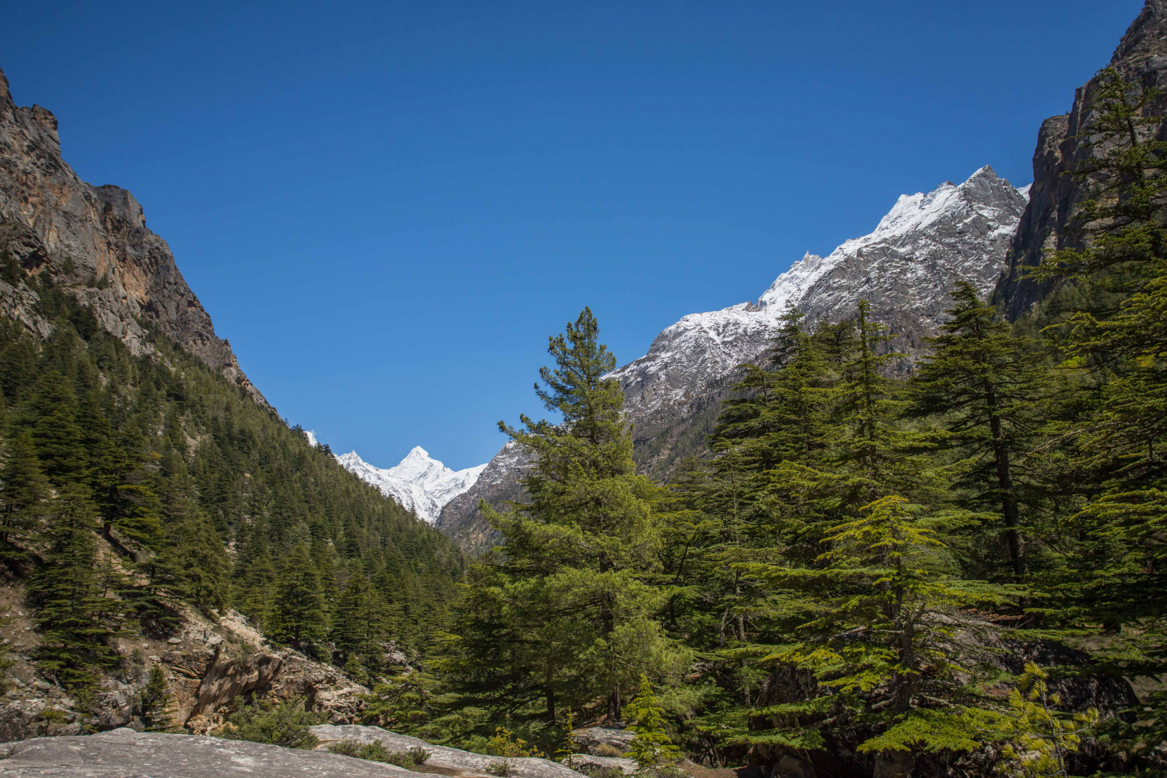 Идем в Гарвальские Гималаи Индии на Плато Пророков! Туда Где Ганга Спускается с Небес (45/88)