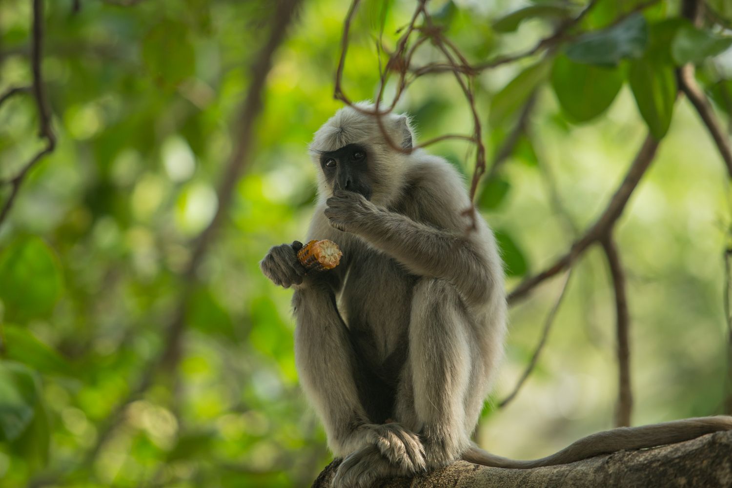 Идем в Гарвальские Гималаи Индии на Плато Пророков! Туда Где Ганга Спускается с Небес (27/88)