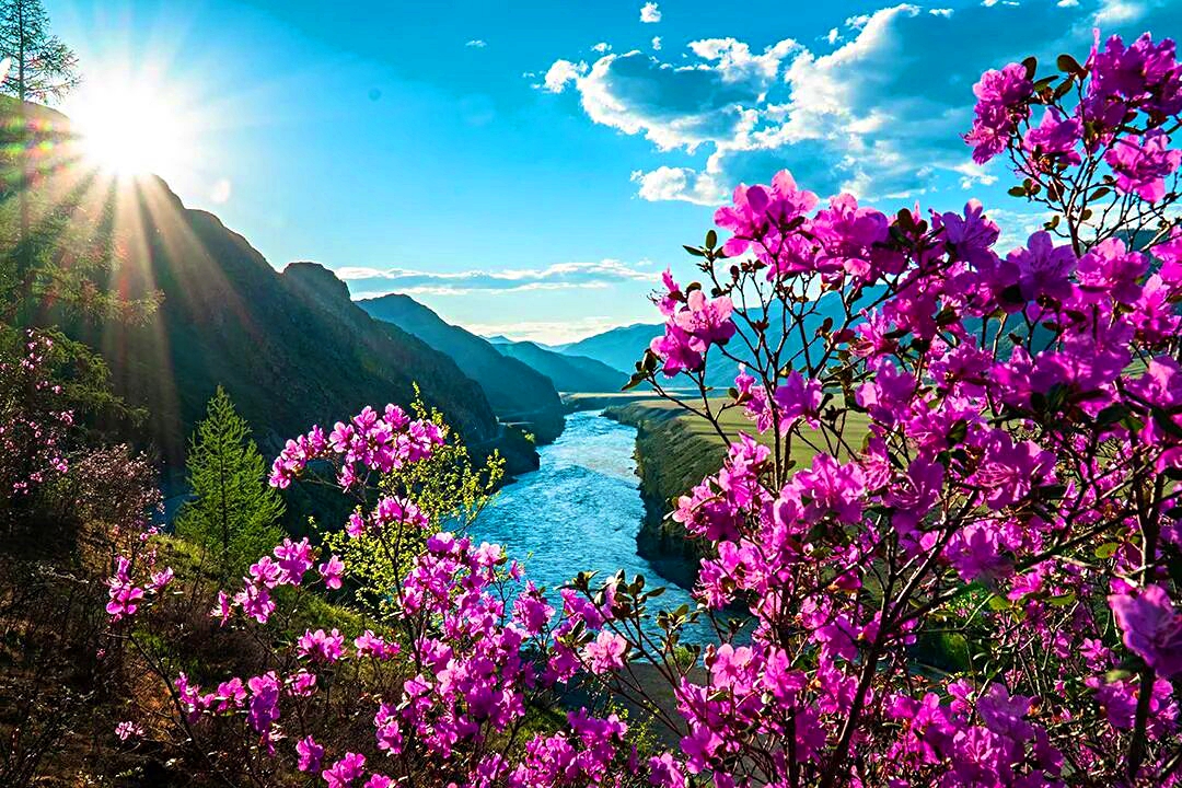 Цветение Маральника (1/17)