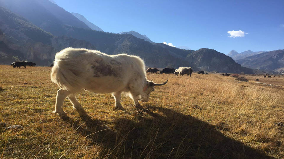 Кольцевой поход в Аннапурне (7/17)
