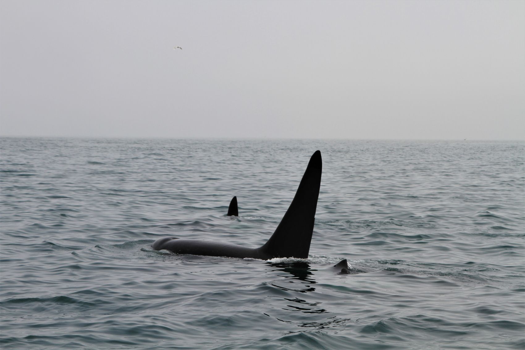 Экспедиция на Северные Курильские острова (13/40)