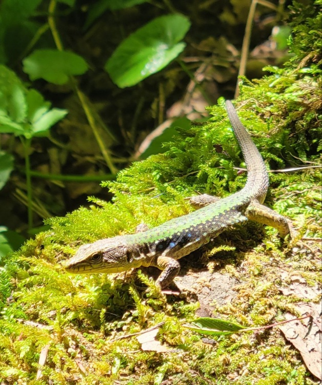 Семейная Адыгея: основы туризма (комфорт) (19/22)