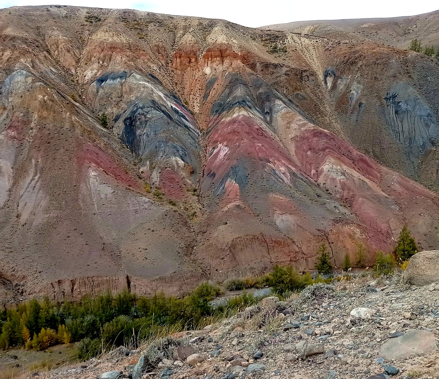 Цветение маральника. Автотур по Чуйскому тракту (25/28)