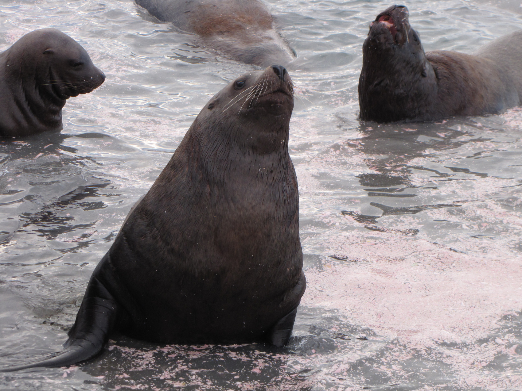 Камчатская зима (3/30)