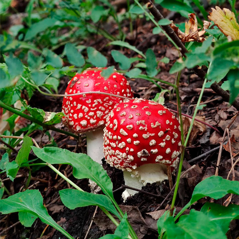 Мегатур Архыз+Домбай. 10 дней треккинга (22/56)