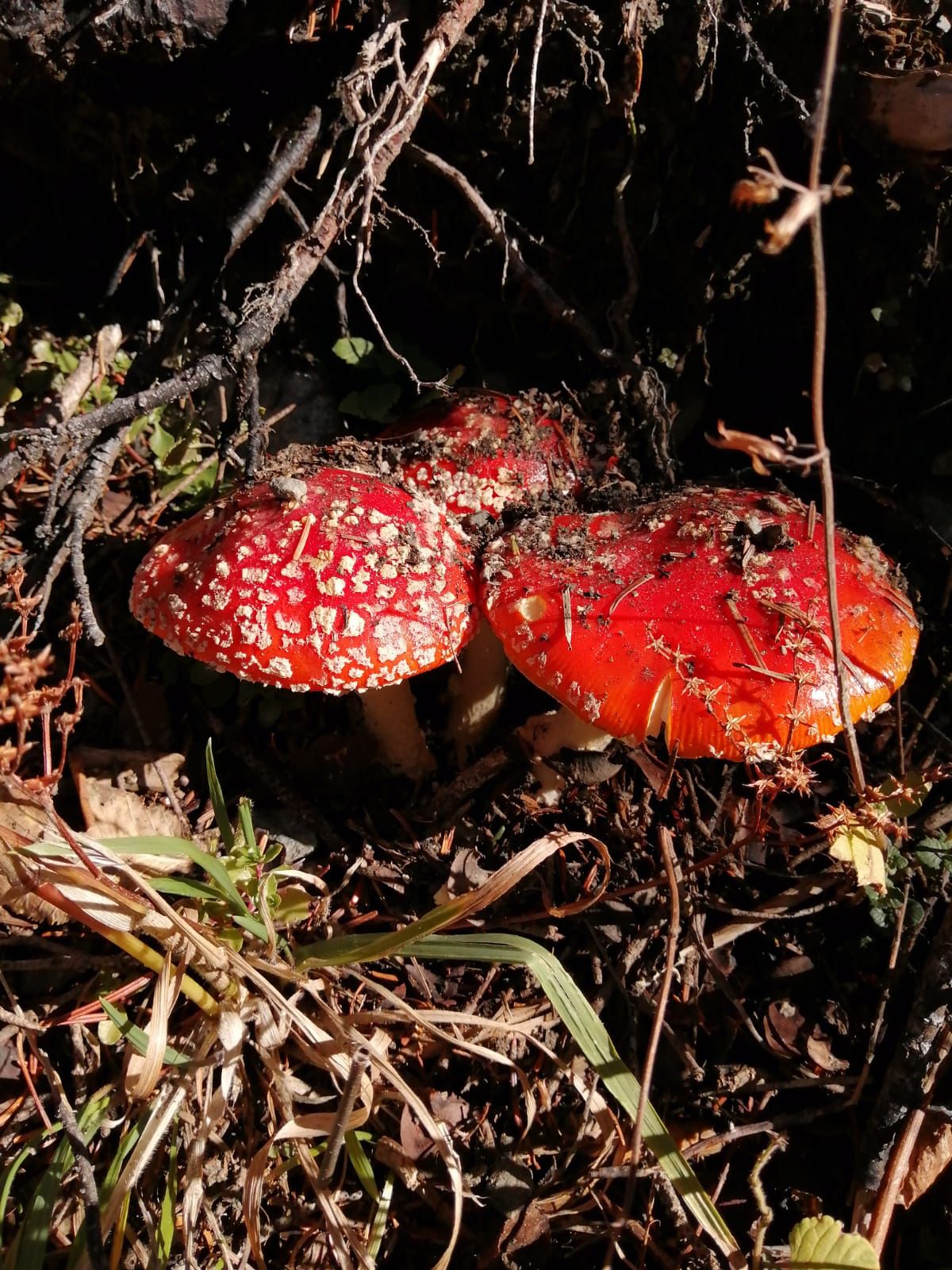 Треккинг тур Домбай.Перезагрузка (51/85)