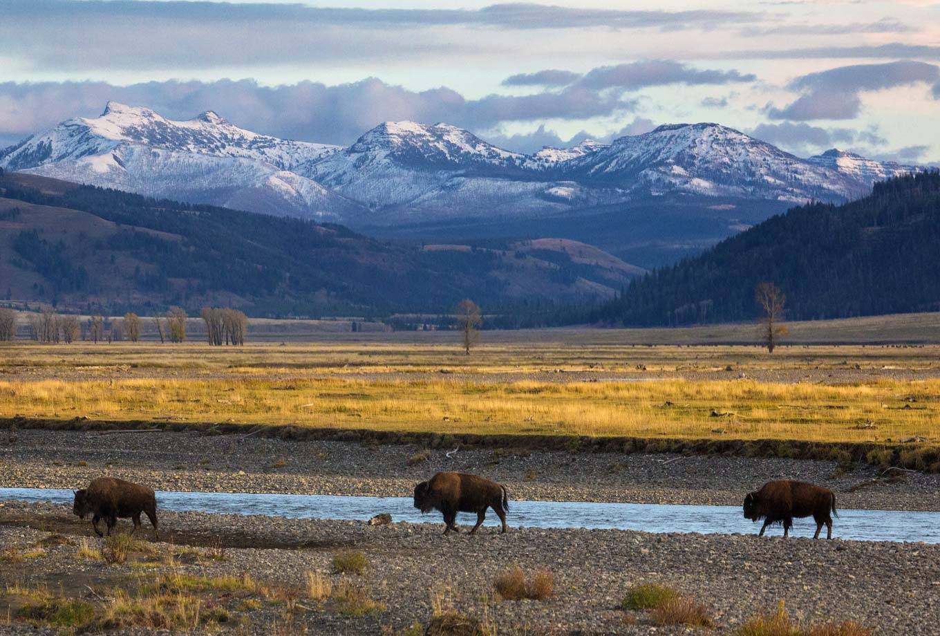 Йеллоустоун и Гранд-Титон (9/30)
