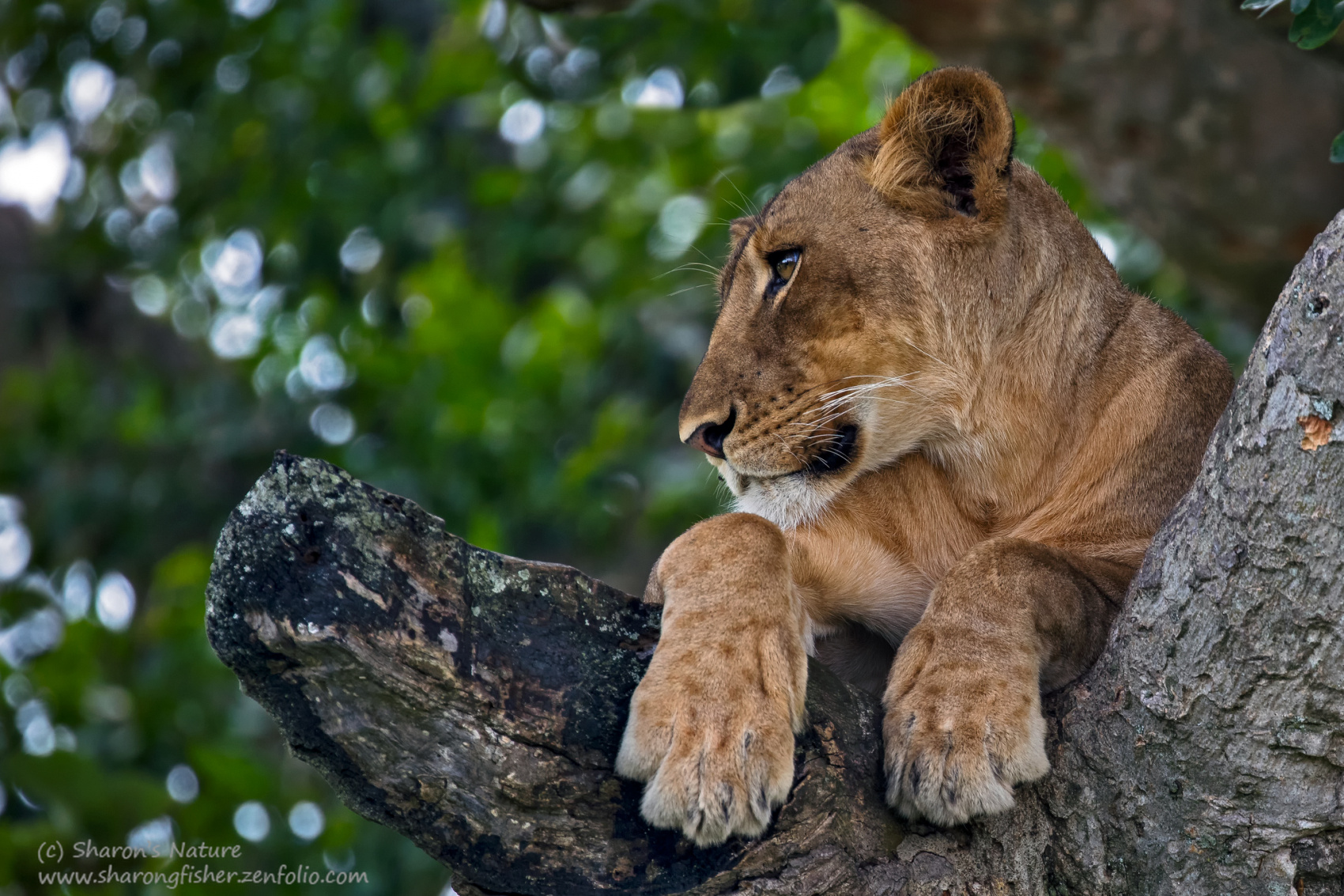9 дней Королева Елизавета, водопад Мерчисон, горные гориллы, шимпанзе  (2/19)