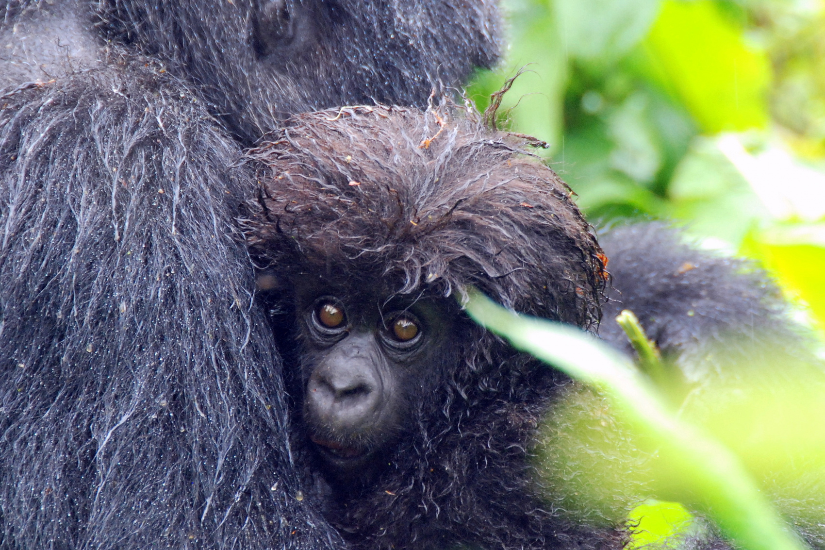 9 дней Королева Елизавета, водопад Мерчисон, горные гориллы, шимпанзе  (4/19)