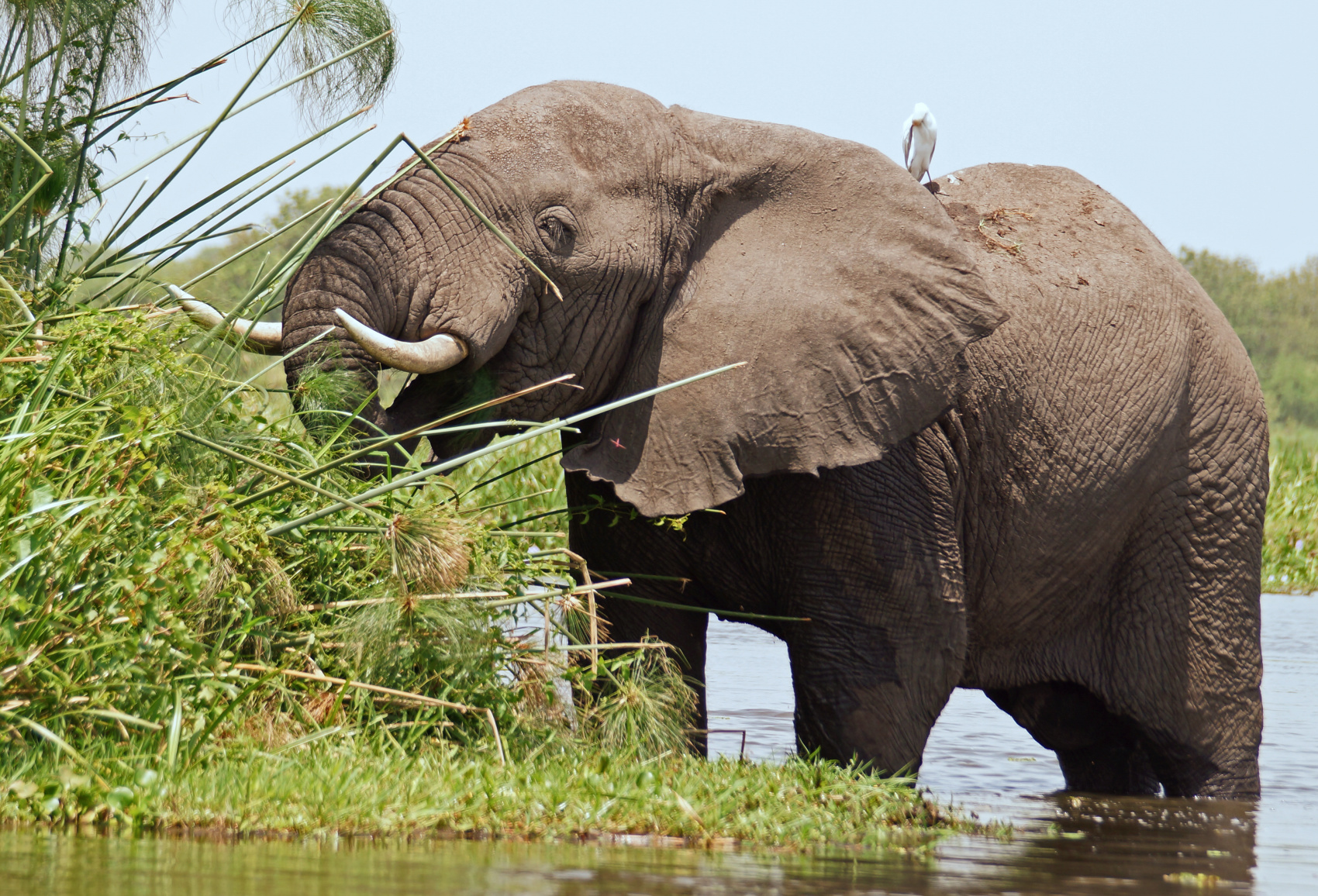 9 дней Королева Елизавета, водопад Мерчисон, горные гориллы, шимпанзе  (5/19)
