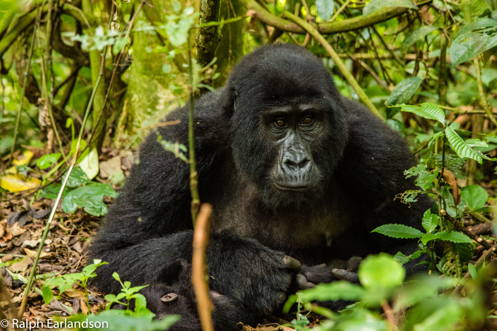 6-дневное походное сафари с гориллами и шимпанзе в Уганде (3/25)