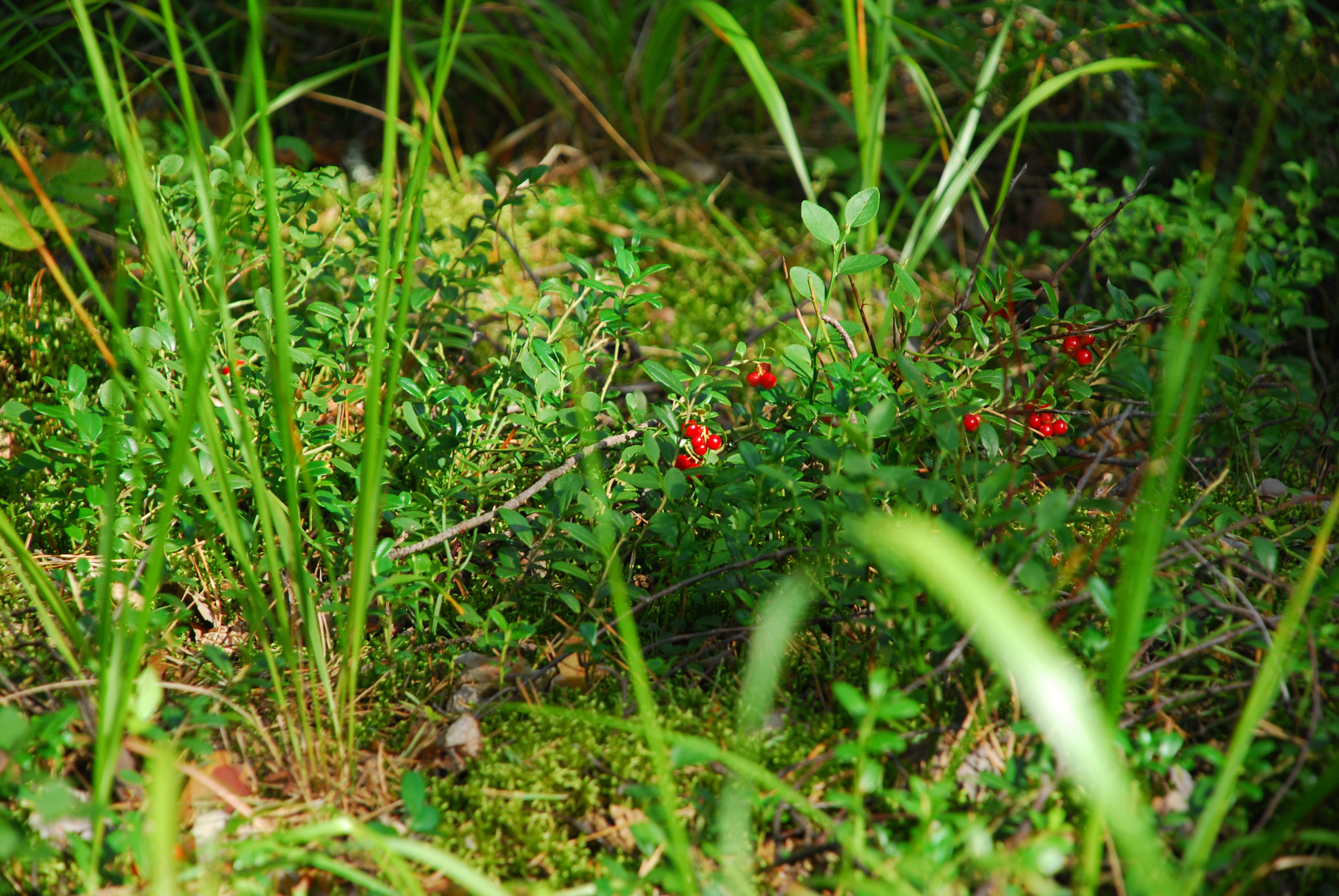 Поход по Уралу: горы и реки (36/74)