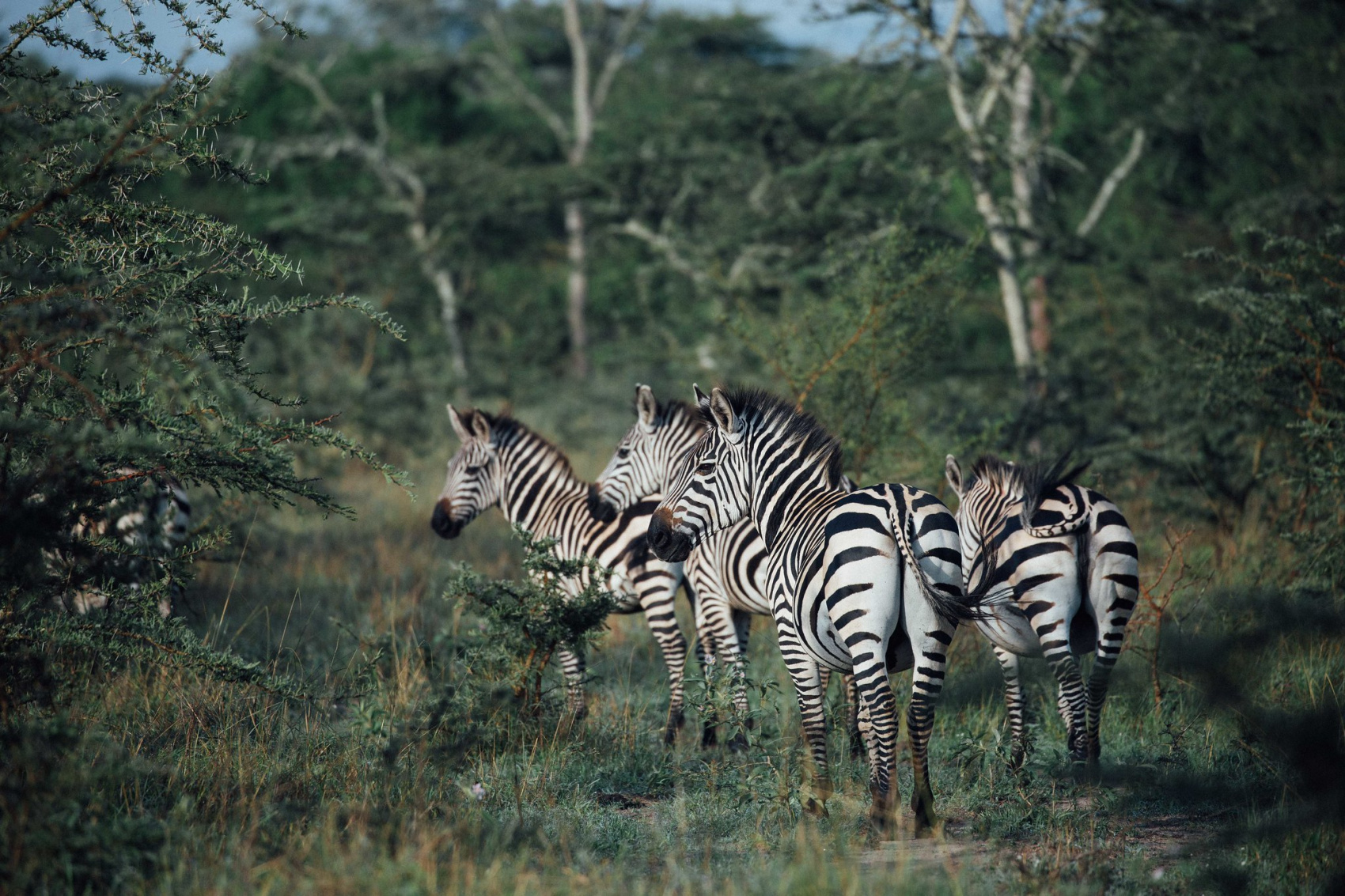 10-дневная экскурсия по Уганде с шимпанзе и гориллами (2/27)