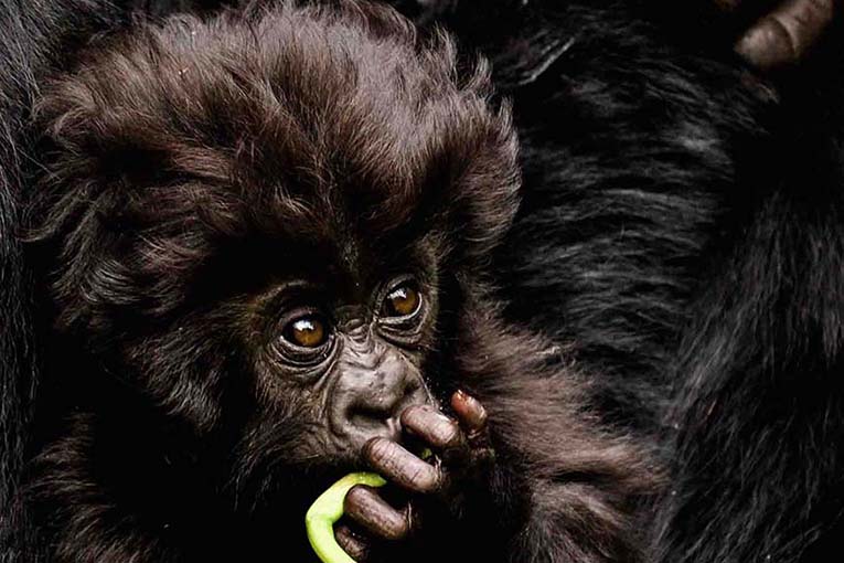 10-дневная экскурсия по Уганде с шимпанзе и гориллами (6/27)