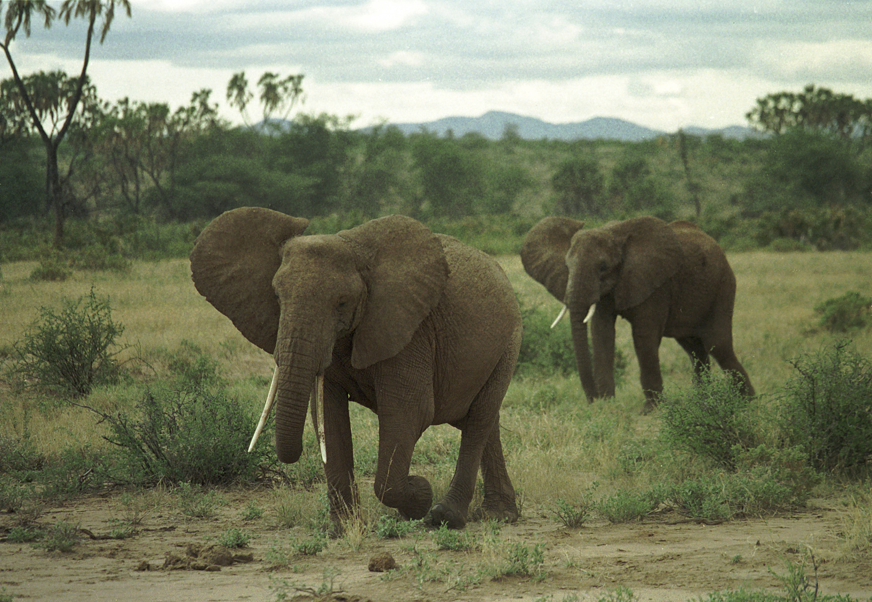 10-дневная экскурсия по Уганде с шимпанзе и гориллами (7/27)
