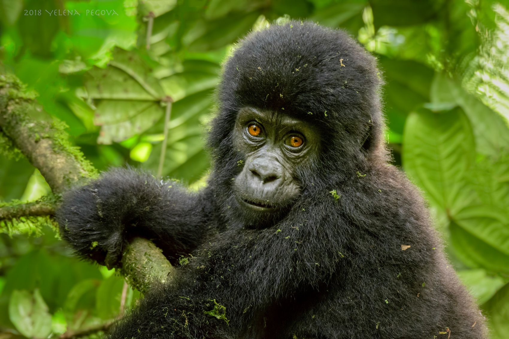3-дневное сафари с гориллами в Уганде