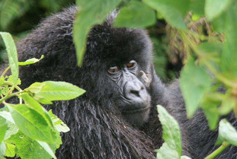3-дневное сафари с гориллами в Уганде (4/13)