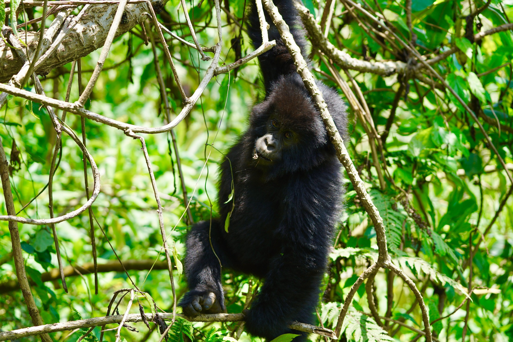 3-дневное сафари с гориллами в Уганде (6/13)