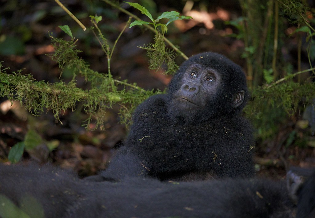 3-дневное сафари с гориллами в Уганде (5/13)