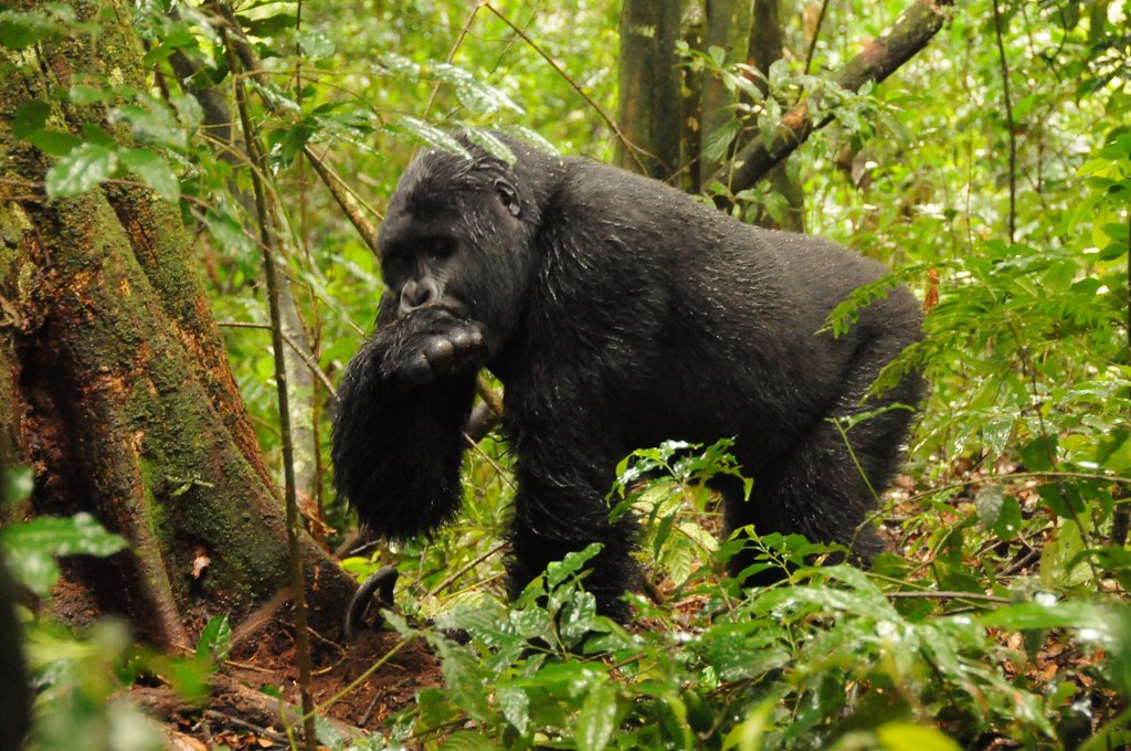 7-дневный незабываемый опыт сафари в Уганде (2/20)