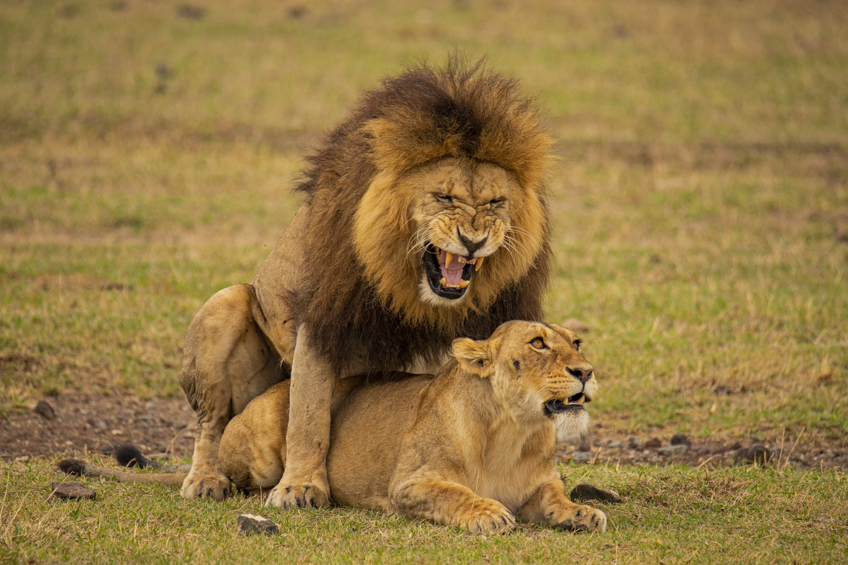 7-дневный незабываемый опыт сафари в Уганде (4/20)