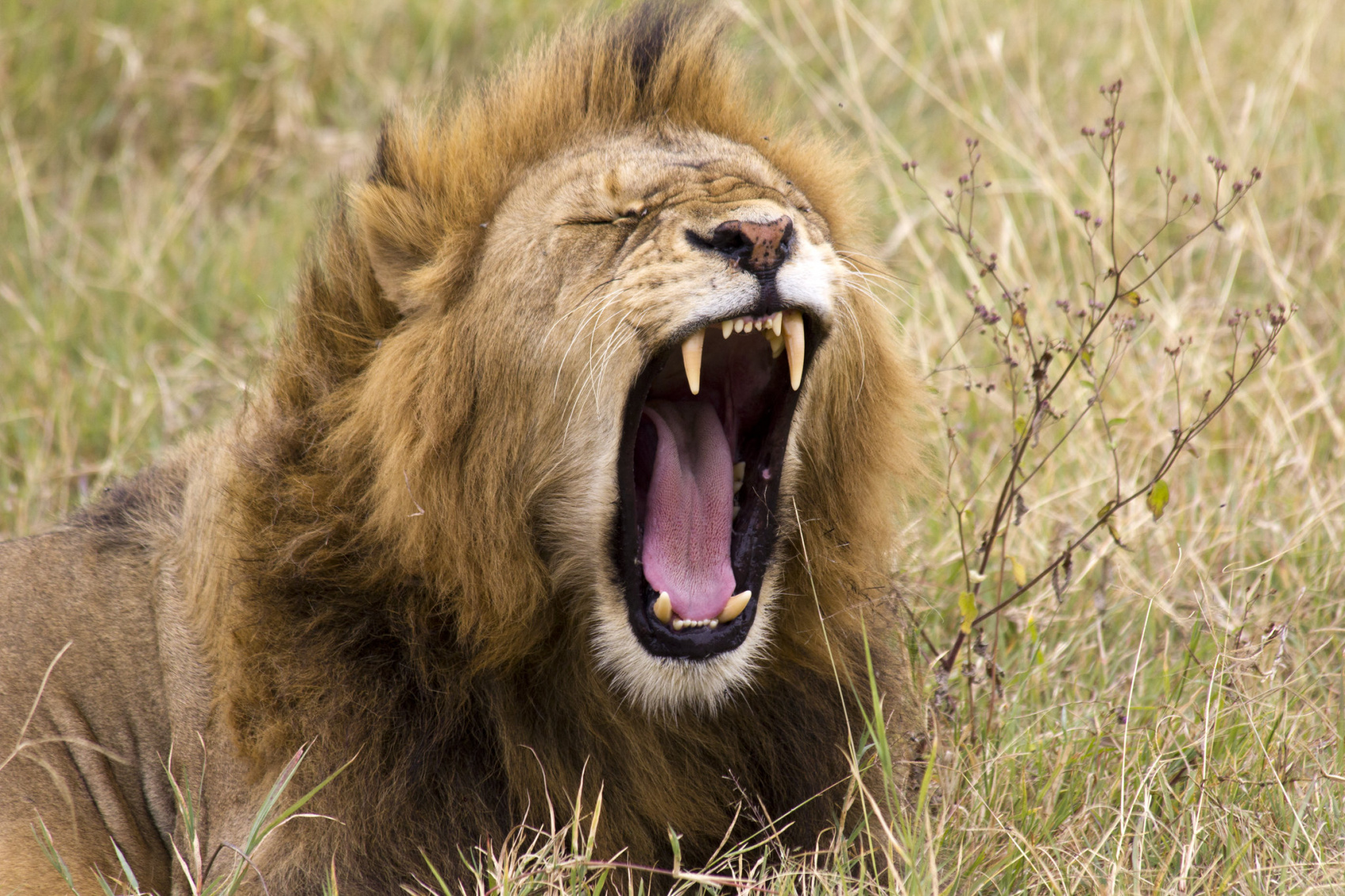 7-дневный незабываемый опыт сафари в Уганде (7/20)