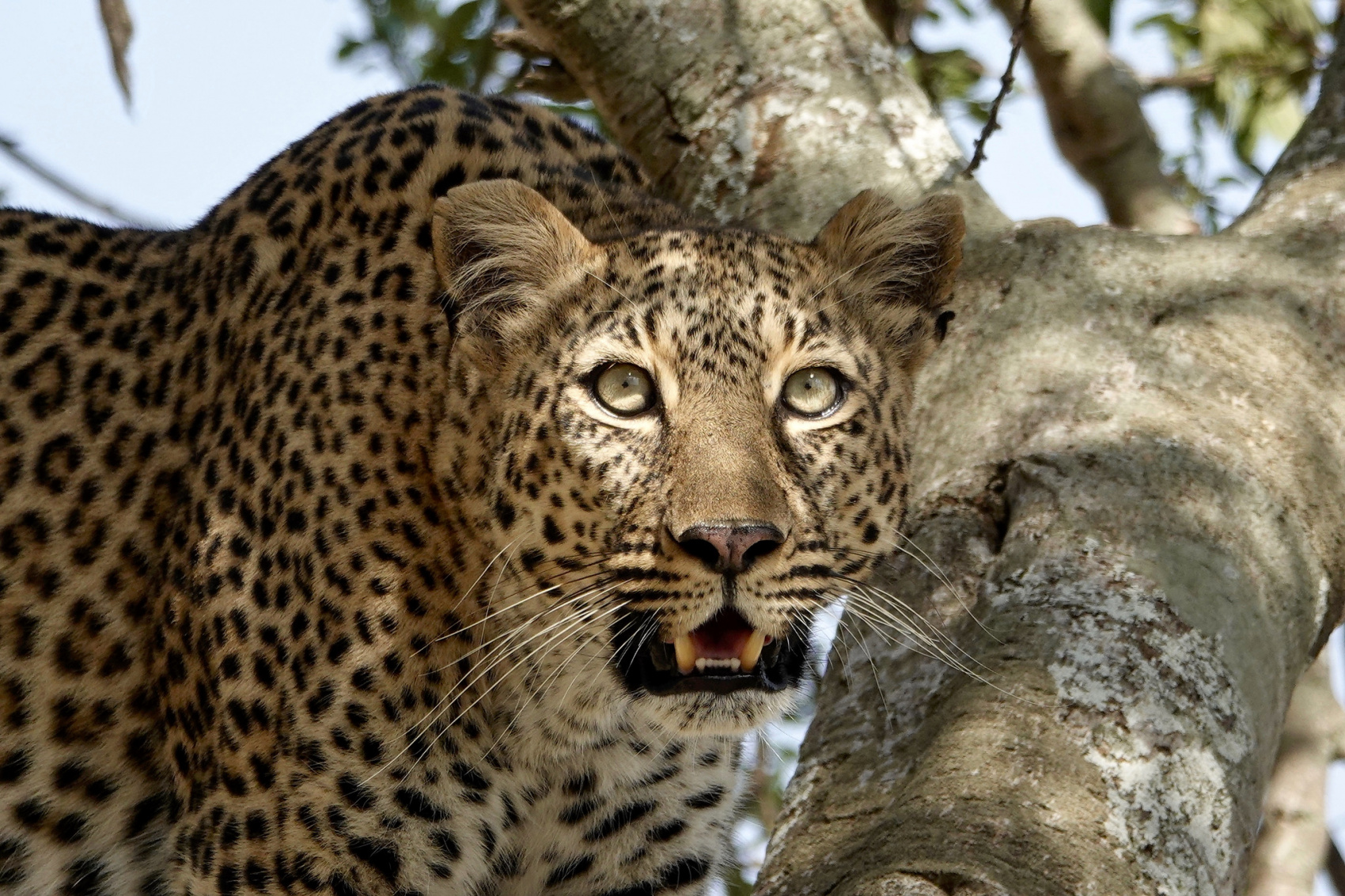 7-дневный незабываемый опыт сафари в Уганде (3/20)