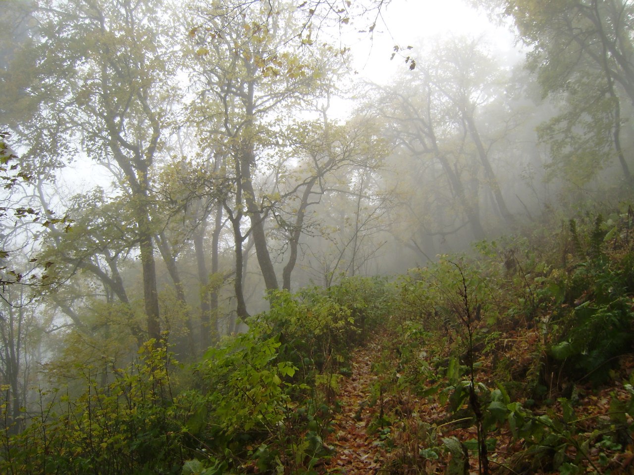 Природный парк 