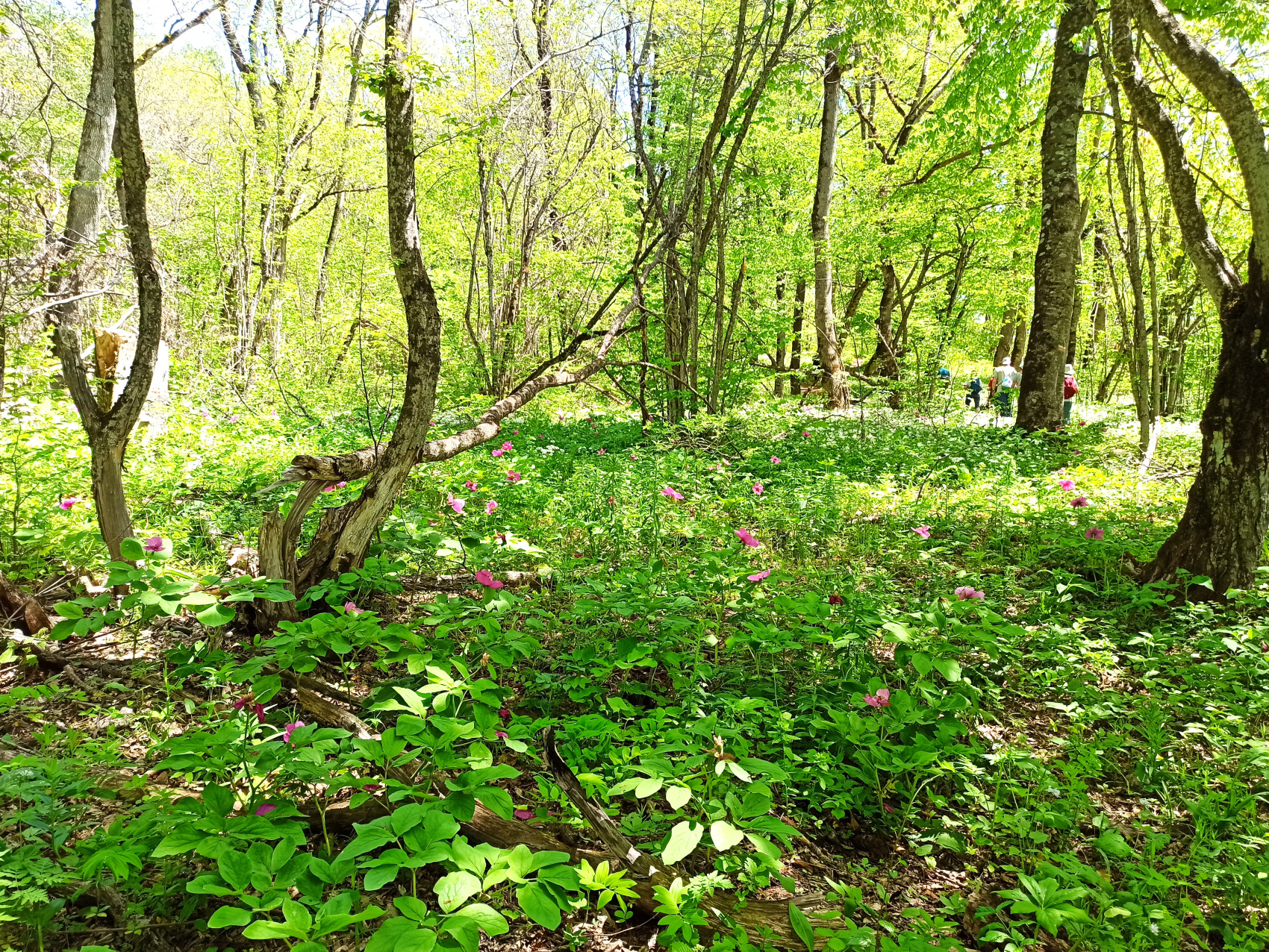 Адыгея на ладошке (7 дней) (9/31)