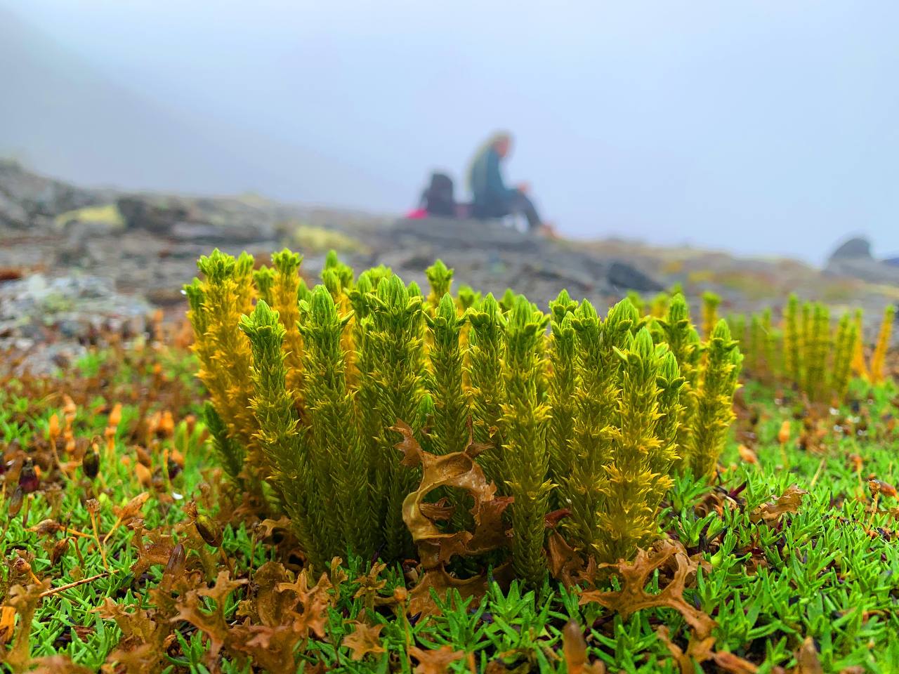 Треккинг в Хибинах (без рюкзаков и палаток) (19/41)
